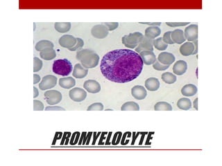 PROMYELOCYTE
 