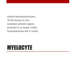 MYELOCYTE
smaller than promyelocytes,
10-20 microns in size,
secondary granules appear,
nucleolus is no longer visible,
focal perinuclear hof is visible.
 