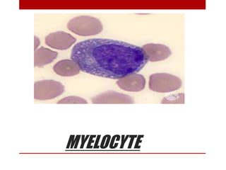 MYELOCYTE
 