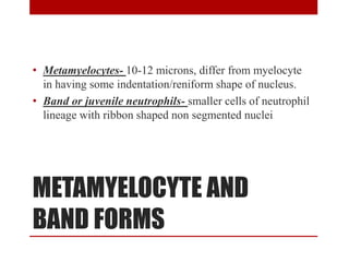 METAMYELOCYTE AND
BAND FORMS
• Metamyelocytes- 10-12 microns, differ from myelocyte
in having some indentation/reniform shape of nucleus.
• Band or juvenile neutrophils- smaller cells of neutrophil
lineage with ribbon shaped non segmented nuclei
 