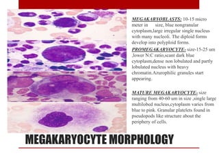 MEGAKARYOCYTE MORPHOLOGY
MEGAKARYOBLASTS: 10-15 micro
meter in size, blue nongranular
cytoplasm,large irregular single nucleus
with many nucleoli. The diploid forms
develop into polyploid forms.
PROMEGAKARYOCYTE- size-15-25 um
,lower N:C ratio,scant dark blue
cytoplasm,dense non lobulated and partly
lobulated nucleus with heavy
chromatin.Azurophilic granules start
appearing.
MATURE MEGAKARYOCYTE- size
ranging from 40-60 um in size ,single large
multilobed nucleus,cytoplasm varies from
blue to pink. Granular platelets found in
pseudopods like structure about the
periphery of cells.
 