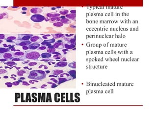 PLASMA CELLS
• Typical mature
plasma cell in the
bone marrow with an
eccentric nucleus and
perinuclear halo
• Group of mature
plasma cells with a
spoked wheel nuclear
structure
• Binucleated mature
plasma cell
 