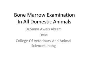 Bone Marrow Examination
In All Domestic Animals
Dr.Sama Awais Akram
DVM
College Of Veterinary And Animal
Sciences Jhang
 
