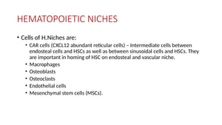 HEMATOPOIETIC NICHES
• Cells of H.Niches are:
• CAR cells (CXCL12 abundant reticular cells) – Intermediate cells between
endosteal cells and HSCs as well as between sinusoidal cells and HSCs. They
are important in homing of HSC on endosteal and vascular niche.
• Macrophages
• Osteoblasts
• Osteoclasts
• Endothelial cells
• Mesenchymal stem cells (MSCs).
 