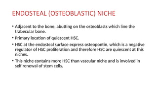ENDOSTEAL (OSTEOBLASTIC) NICHE
• Adjacent to the bone, abutting on the osteoblasts which line the
trabecular bone.
• Primary location of quiescent HSC.
• HSC at the endosteal surface express osteopontin, which is a negative
regulator of HSC proliferation and therefore HSC are quiescent at this
niches.
• This niche contains more HSC than vascular niche and is involved in
self renewal of stem cells.
 