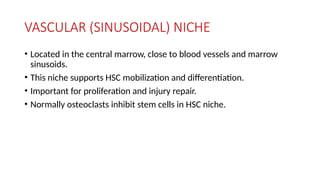 VASCULAR (SINUSOIDAL) NICHE
• Located in the central marrow, close to blood vessels and marrow
sinusoids.
• This niche supports HSC mobilization and differentiation.
• Important for proliferation and injury repair.
• Normally osteoclasts inhibit stem cells in HSC niche.
 