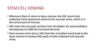 STEM CELL HOMING
• Whenever there is stress in bone marrow, the HSC move from
endosteal niche (quiescent niche) to the vascular niche, which is in
the central part of marrow.
• HSC enter the sinusoids and thus into circulation, for extramedullary
hemopoiesis to fulfill the increased demand.
• Post recovery from stress, HSC from the circulation travel back to the
bone marrow to restore HSC pools in both endosteal and vascular
niche.
 