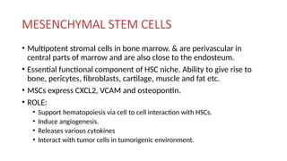 MESENCHYMAL STEM CELLS
• Multipotent stromal cells in bone marrow. & are perivascular in
central parts of marrow and are also close to the endosteum.
• Essential functional component of HSC niche. Ability to give rise to
bone, pericytes, fibroblasts, cartilage, muscle and fat etc.
• MSCs express CXCL2, VCAM and osteopontin.
• ROLE:
• Support hematopoiesis via cell to cell interaction with HSCs.
• Induce angiogenesis.
• Releases various cytokines
• Interact with tumor cells in tumorigenic environment.
 
