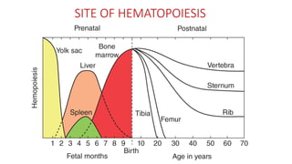 SITE OF HEMATOPOIESIS
 