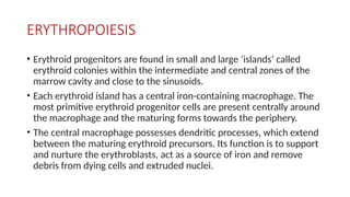 ERYTHROPOIESIS
• Erythroid progenitors are found in small and large ‘islands’ called
erythroid colonies within the intermediate and central zones of the
marrow cavity and close to the sinusoids.
• Each erythroid island has a central iron-containing macrophage. The
most primitive erythroid progenitor cells are present centrally around
the macrophage and the maturing forms towards the periphery.
• The central macrophage possesses dendritic processes, which extend
between the maturing erythroid precursors. Its function is to support
and nurture the erythroblasts, act as a source of iron and remove
debris from dying cells and extruded nuclei.
 