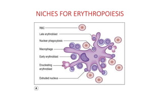 NICHES FOR ERYTHROPOIESIS
 