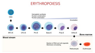 ERYTHROPOIESIS
 
