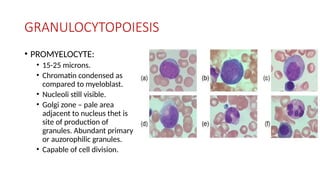 GRANULOCYTOPOIESIS
• PROMYELOCYTE:
• 15-25 microns.
• Chromatin condensed as
compared to myeloblast.
• Nucleoli still visible.
• Golgi zone – pale area
adjacent to nucleus thet is
site of production of
granules. Abundant primary
or auzorophilic granules.
• Capable of cell division.
 