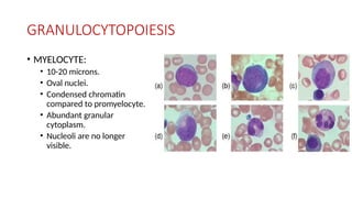 GRANULOCYTOPOIESIS
• MYELOCYTE:
• 10-20 microns.
• Oval nuclei.
• Condensed chromatin
compared to promyelocyte.
• Abundant granular
cytoplasm.
• Nucleoli are no longer
visible.
 