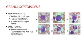 GRANULOCYTOPOIESIS
• METAMYELOCYTE:
• Smaller, 10-12 microns.
• Nuclear indentation.
• Nucleoli are no longer
visible.
• BAND FORMS:
• Ribbon shaped non
segmented nuclei with two
parallel edges.
 