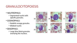 GRANULOCYTOPOIESIS
• NEUTROPHILS:
• Segmented nuclei with
specific granules.
• EOSINOPHILS:
• Reddish orange granules.
• Bilobed nuclei.
• BASOPHILS:
• Large blue black granules
overlying the nucleus.
 
