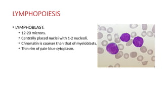 LYMPHOPOIESIS
• LYMPHOBLAST:
• 12-20 microns.
• Centrally placed nuclei with 1-2 nucleoli.
• Chromatin is coarser than that of myeloblasts.
• Thin rim of pale blue cytoplasm.
 