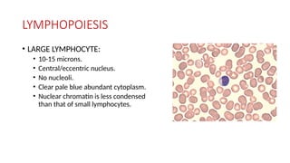 LYMPHOPOIESIS
• LARGE LYMPHOCYTE:
• 10-15 microns.
• Central/eccentric nucleus.
• No nucleoli.
• Clear pale blue abundant cytoplasm.
• Nuclear chromatin is less condensed
than that of small lymphocytes.
 