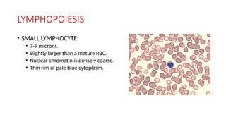 LYMPHOPOIESIS
• SMALL LYMPHOCYTE:
• 7-9 microns.
• Slightly larger than a mature RBC.
• Nuclear chromatin is densely coarse.
• Thin rim of pale blue cytoplasm.
 