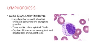 LYMPHOPOIESIS
• LARGE GRANULAR LYMPHOCYTE:
• Large lymphocytes with abundant
cytoplasm containing few azurophilic
granules.
• These are NK cells or cytotoxic T-cells.
• Capable of immune response against viral
infected cells or malignant cells.
 