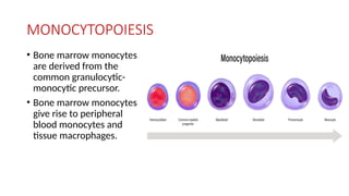 MONOCYTOPOIESIS
• Bone marrow monocytes
are derived from the
common granulocytic-
monocytic precursor.
• Bone marrow monocytes
give rise to peripheral
blood monocytes and
tissue macrophages.
 