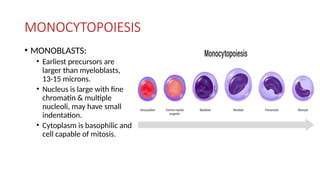 MONOCYTOPOIESIS
• MONOBLASTS:
• Earliest precursors are
larger than myeloblasts,
13-15 microns.
• Nucleus is large with fine
chromatin & multiple
nucleoli, may have small
indentation.
• Cytoplasm is basophilic and
cell capable of mitosis.
 