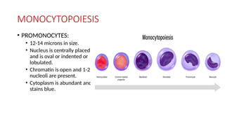 MONOCYTOPOIESIS
• PROMONOCYTES:
• 12-14 microns in size.
• Nucleus is centrally placed
and is oval or indented or
lobulated.
• Chromatin is open and 1-2
nucleoli are present.
• Cytoplasm is abundant and
stains blue.
 