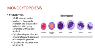 MONOCYTOPOIESIS
• MONOCYTES:
• 10-12 microns in size.
• Nucleus is frequently
reniform and lobulated or
indented with glassy
chromatin without any
nucleoli.
• Cytoplasm is pale blue and
ground glass with presence
of azurophilic granules.
• Cytoplasmic vacuoles may
be present.
 