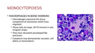 MONOCYTOPOIESIS
• MACROPHAGES IN BONE MARROW:
• Macrophages represent the tissue
component of monocytes which have
migrated.
• These cells are large, 20-70 microns in size,
irregular shape.
• They have abundant pseudopod like
processes.
• Cytoplasm may demonstrate vacuoles, cell
debris or hemosiderin.
 