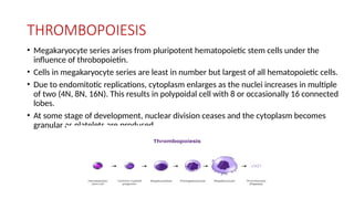THROMBOPOIESIS
• Megakaryocyte series arises from pluripotent hematopoietic stem cells under the
influence of throbopoietin.
• Cells in megakaryocyte series are least in number but largest of all hematopoietic cells.
• Due to endomitotic replications, cytoplasm enlarges as the nuclei increases in multiple
of two (4N, 8N, 16N). This results in polypoidal cell with 8 or occasionally 16 connected
lobes.
• At some stage of development, nuclear division ceases and the cytoplasm becomes
granular as platelets are produced.
 