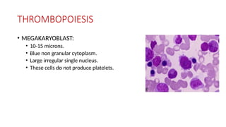 THROMBOPOIESIS
• MEGAKARYOBLAST:
• 10-15 microns.
• Blue non granular cytoplasm.
• Large irregular single nucleus.
• These cells do not produce platelets.
 