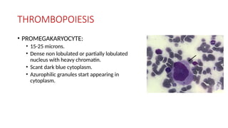 THROMBOPOIESIS
• PROMEGAKARYOCYTE:
• 15-25 microns.
• Dense non lobulated or partially lobulated
nucleus with heavy chromatin.
• Scant dark blue cytoplasm.
• Azurophilic granules start appearing in
cytoplasm.
 