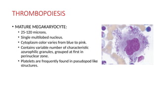 THROMBOPOIESIS
• MATURE MEGAKARYOCYTE:
• 25-120 microns.
• Single multilobed nucleus.
• Cytoplasm color varies from blue to pink.
• Contains variable number of characteristic
azurophilic granules, grouped at first in
perinuclear zone.
• Platelets are frequently found in pseudopod like
structures.
 