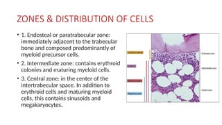 ZONES & DISTRIBUTION OF CELLS
• 1. Endosteal or paratrabecular zone:
immediately adjacent to the trabecular
bone and composed predominantly of
myeloid precursor cells.
• 2. Intermediate zone: contains erythroid
colonies and maturing myeloid cells.
• 3. Central zone: in the center of the
intertrabecular space. In addition to
erythroid cells and maturing myeloid
cells, this contains sinusoids and
megakaryocytes.
 