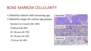 BONE MARROW CELLULARITY
• Cellularity reduces with increasing age.
• Cellularity ranges for various age groups:
Newborn to 3 months 80–100%
Childhood 60–80%
20–40 years 60–70%
40–70 years 40–50%
>70 years 30–40%
 