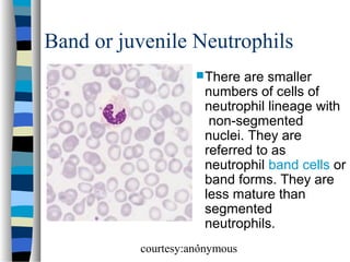 Band or juvenile Neutrophils
 There

are smaller
numbers of cells of
neutrophil lineage with
non-segmented
nuclei. They are
referred to as
neutrophil band cells or
band forms. They are
less mature than
segmented
neutrophils.

.

courtesy:anonymous

 
