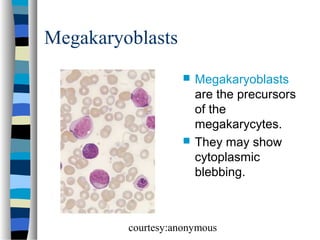 Megakaryoblasts




Megakaryoblasts
are the precursors
of the
megakarycytes.
They may show
cytoplasmic
blebbing.

courtesy:anonymous

 