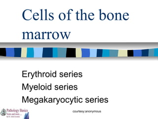 Cells of the bone
marrow
Erythroid series
Myeloid series
Megakaryocytic series
courtesy:anonymous

 