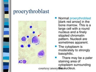 Normal Marrow Elements Normal Bone Marrow Cells