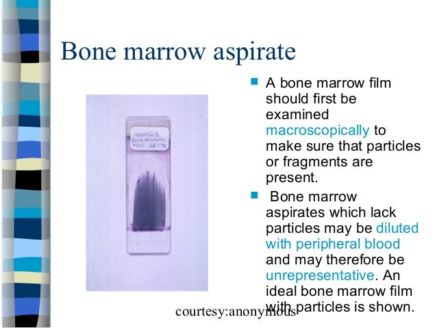 Bone marrow morphology