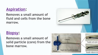 Bone Marrow Smear Preparation Pptx