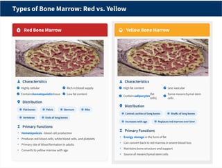 Bone Marrow Structure,Function,Clinical and Significance_pdf | PDF