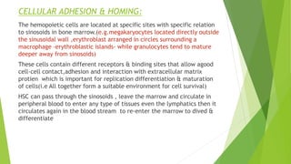 CELLULAR ADHESION & HOMING:
The hemopoietic cells are located at specific sites with specific relation
to sinosoids in bone marrow.(e.g.megakaryocytes located directly outside
the sinusoidal wall ,erythroblast arranged in circles surrounding a
macrophage –erythroblastic islands- while granulocytes tend to mature
deeper away from sinosoids)
These cells contain different receptors & binding sites that allow agood
cell-cell contact,adhesion and interaction with extracellular matrix
protien which is important for replication differentiation & maturation
of cells(i.e All together form a suitable environment for cell survival)
HSC can pass through the sinosoids , leave the marrow and circulate in
peripheral blood to enter any type of tissues even the lymphatics then it
circulates again in the blood stream to re-enter the marrow to dived &
differentiate
 