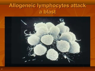 47
Allogeneic lymphocytes attackAllogeneic lymphocytes attack
a blasta blast
 
