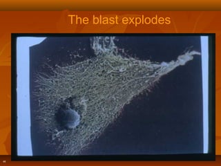 48
The blast explodes
 