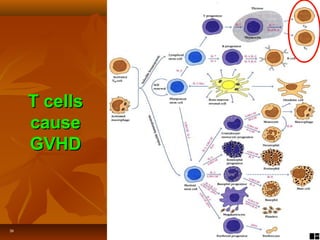 39
T cellsT cells
causecause
GVHDGVHD
 