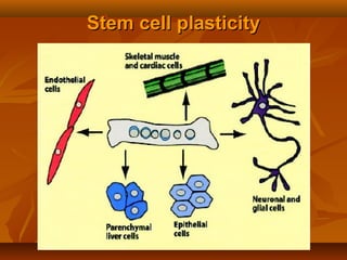 Stem cell plasticityStem cell plasticity
 