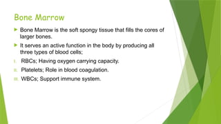 Bone Marrow
 Bone Marrow is the soft spongy tissue that fills the cores of
larger bones.
 It serves an active function in the body by producing all
three types of blood cells;
I. RBCs; Having oxygen carrying capacity.
II. Platelets; Role in blood coagulation.
III. WBCs; Support immune system.
 