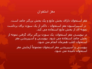 ‫استخوان‬ ‫مغز‬
‫است‬ ‫جامد‬ ‫بزرگتر‬ ‫بخش‬ ‫یک‬ ‫و‬ ‫مایع‬ ‫بخش‬ ‫دارای‬ ‫استخوان‬ ‫مغز‬
.
، ‫استخوان‬ ‫مغز‬ ‫آسپیراسیون‬ ‫در‬
‫داکتر‬
‫برداش‬ ‫برای‬ ‫سوزن‬ ‫یک‬ ‫از‬
‫ت‬
‫کند‬ ‫می‬ ‫استفاده‬ ‫مایع‬ ‫بخش‬ ‫از‬ ‫ای‬ ‫نمونه‬
.
‫در‬
‫نم‬ ‫گرفتن‬ ‫برای‬ ‫بزرگتر‬ ‫سوزن‬ ‫یک‬ ،‫استخوان‬ ‫مغز‬ ‫بیوپسی‬
‫از‬ ‫ونه‬
‫شود‬ ‫می‬ ‫استفاده‬ ‫جامد‬ ‫بخش‬
.
‫و‬ ‫بیوپسی‬
‫آسپیر‬
‫یش‬
‫ن‬
‫مغز‬
‫شود‬ ‫می‬ ‫انجام‬ ‫همزمان‬ ‫اغلب‬ ‫استخوان‬
.
‫بیوپسی‬
‫آسپیر‬ ‫و‬
‫یش‬
‫ن‬
‫مغز‬ ‫آزمایش‬ ً‫مجموعا‬ ‫استخوان‬ ‫مغز‬
‫شود‬ ‫می‬ ‫نامیده‬ ‫استخوان‬
.
 