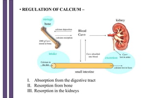 • REGULATION OF CALCIUM –
I. Absorption from the digestive tract
II. Resorption from bone
III. Resorption in the kidneys
 